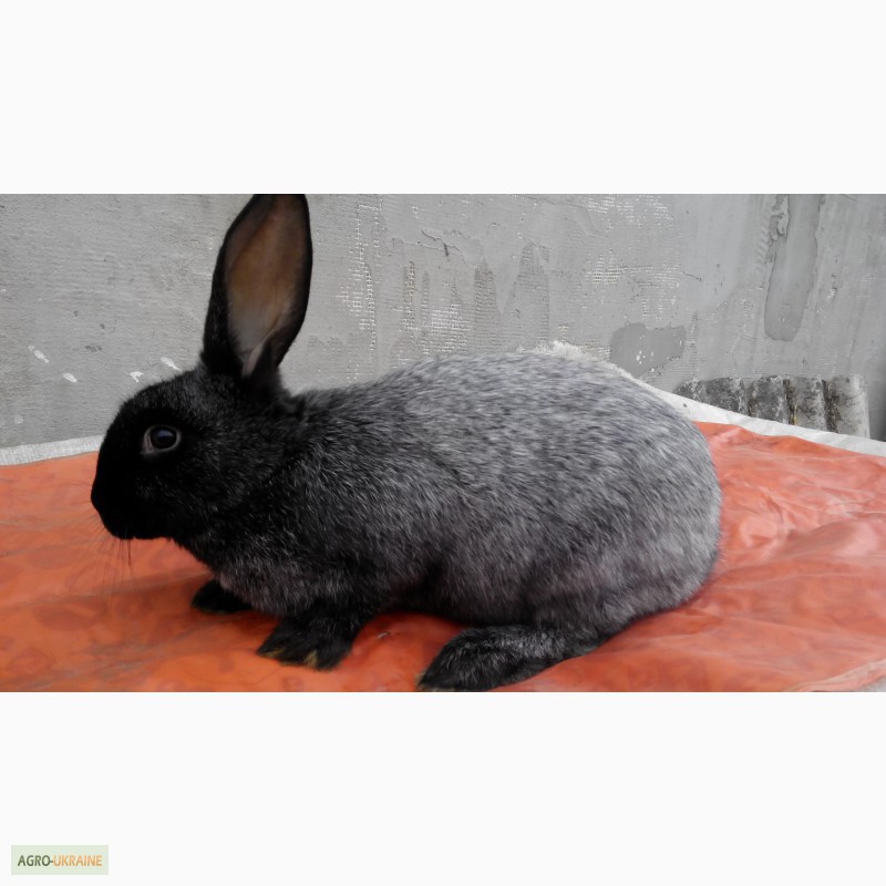 Фото 2. Продам кролики породи Полтавське срібло