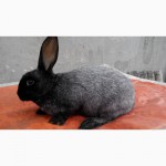 Продам кролики породи Полтавське срібло