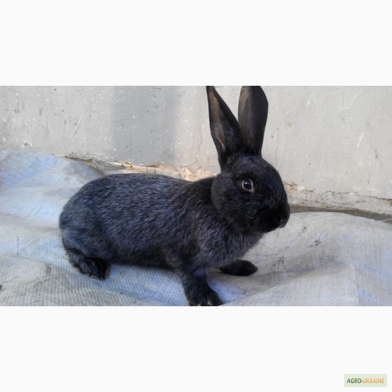 Фото 3. Продам кролики породи Полтавське срібло