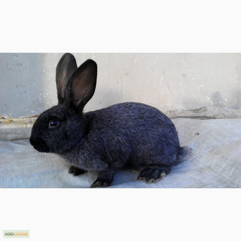 Фото 4. Продам кролики породи Полтавське срібло