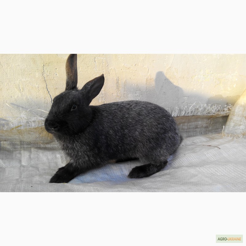 Фото 5. Продам кролики породи Полтавське срібло