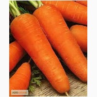 Продам семена Морковь Шантане