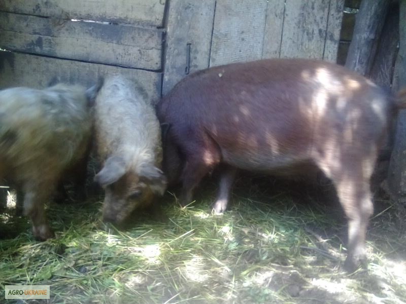 Продам свиней поросят порода венгерская мангалица пуховая травоядная