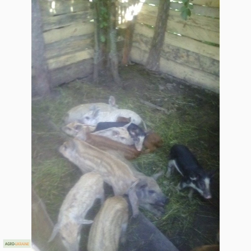 Фото 2. Продам свиней поросят порода венгерская мангалица пуховая травоядная
