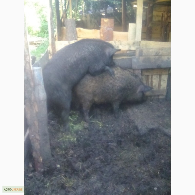 Фото 3. Продам свиней поросят порода венгерская мангалица пуховая травоядная