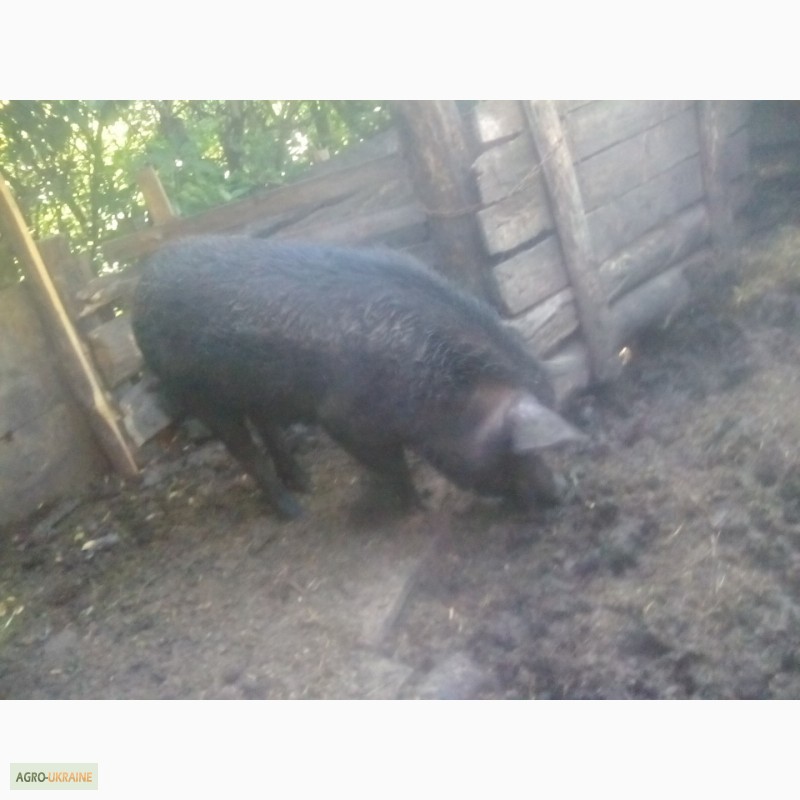 Фото 4. Продам свиней поросят порода венгерская мангалица пуховая травоядная