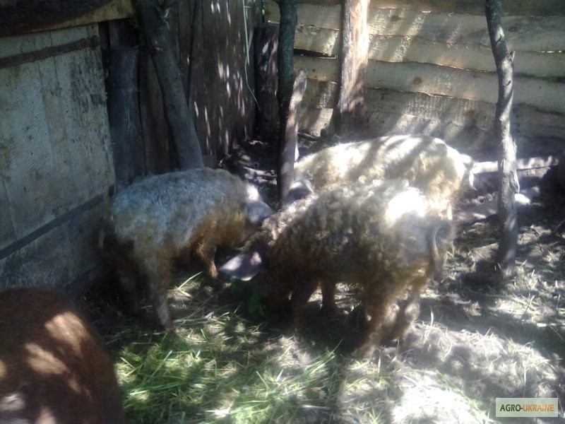 Фото 5. Продам свиней поросят порода венгерская мангалица пуховая травоядная