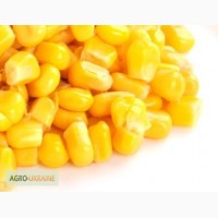 Кукурудза: закупівля у великих об ємах по всій території України