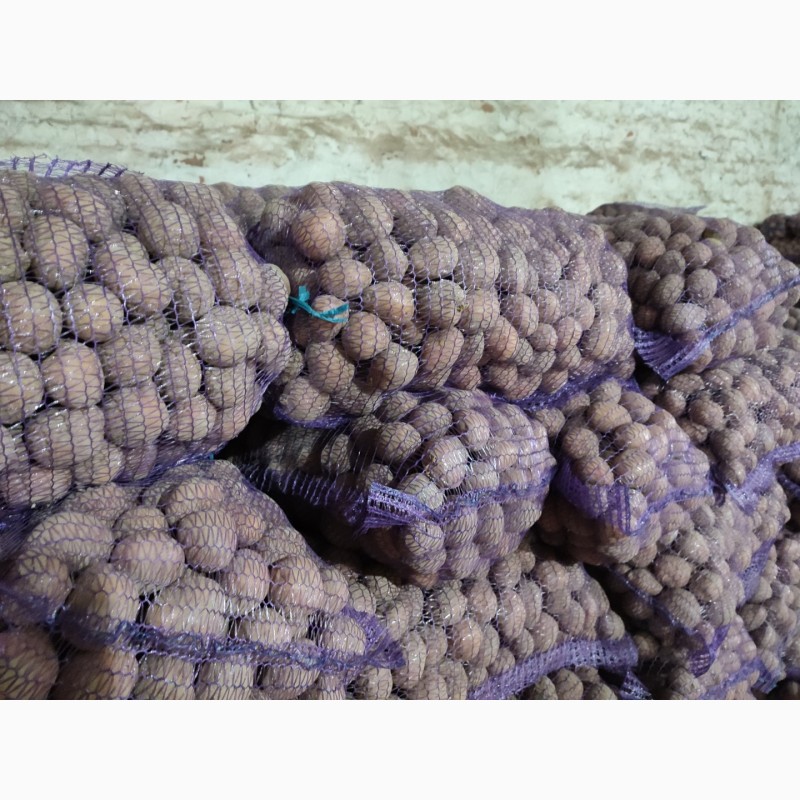 Фото 2. Продам картофель, урожая 2022 года! сорт БЕЛА РОСА