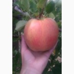Продам яблука з власного молодого саду