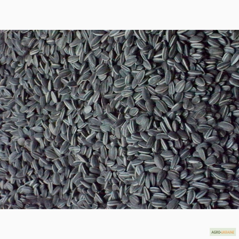 Фото 4. Семена Канадский трансгенный гибрид масличного подсолнечника ZERERA F 236
