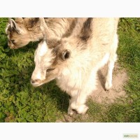 Продаю племенные кози зааненско-альпийская альпо-ламанч порода