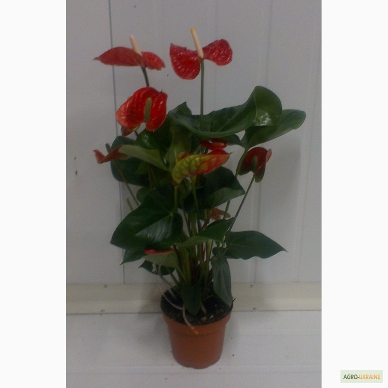 Фото 2. Орхідеї, азалії, цикламени.продам вазони (горшкові рослини)