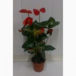 Орхідеї, азалії, цикламени.продам вазони (горшкові рослини)
