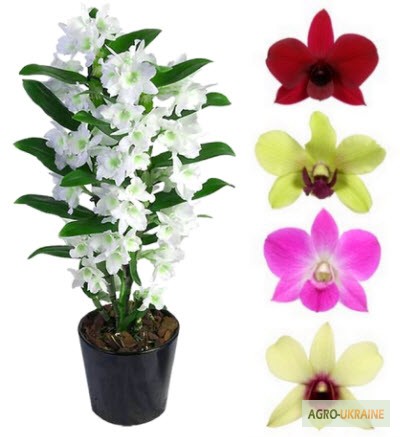 Фото 3. Орхідеї, азалії, цикламени.продам вазони (горшкові рослини)