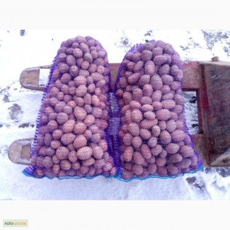 Посадочный материал картофеля