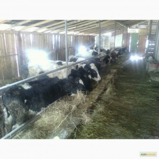 Крс, врх Украина крупный рогатый скот, велика рогата худоба, бички, бычки