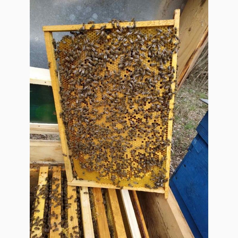 Фото 5. Пчелопакеты, бджолопакети можлива доставка