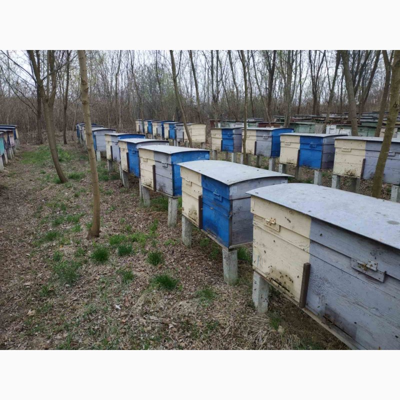 Фото 6. Пчелопакеты, бджолопакети можлива доставка