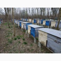 Пчелопакеты, бджолопакети можлива доставка