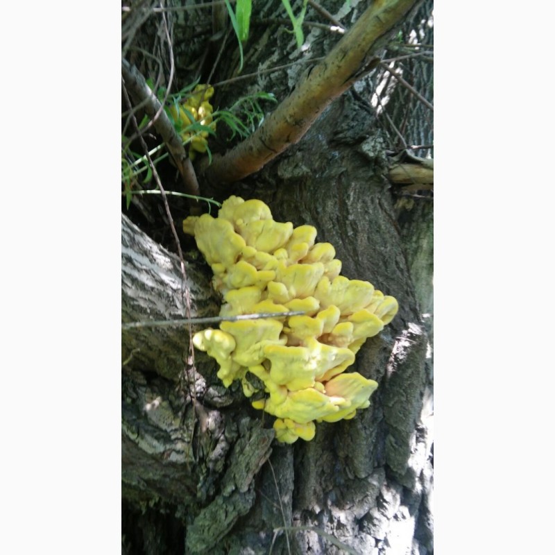 Фото 5. Прийму заказ на маринованные грибы латипурусы (трутовик серно-желтый) на 2023 г