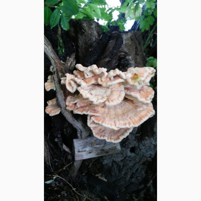 Фото 9. Прийму заказ на маринованные грибы латипурусы (трутовик серно-желтый) на 2023 г