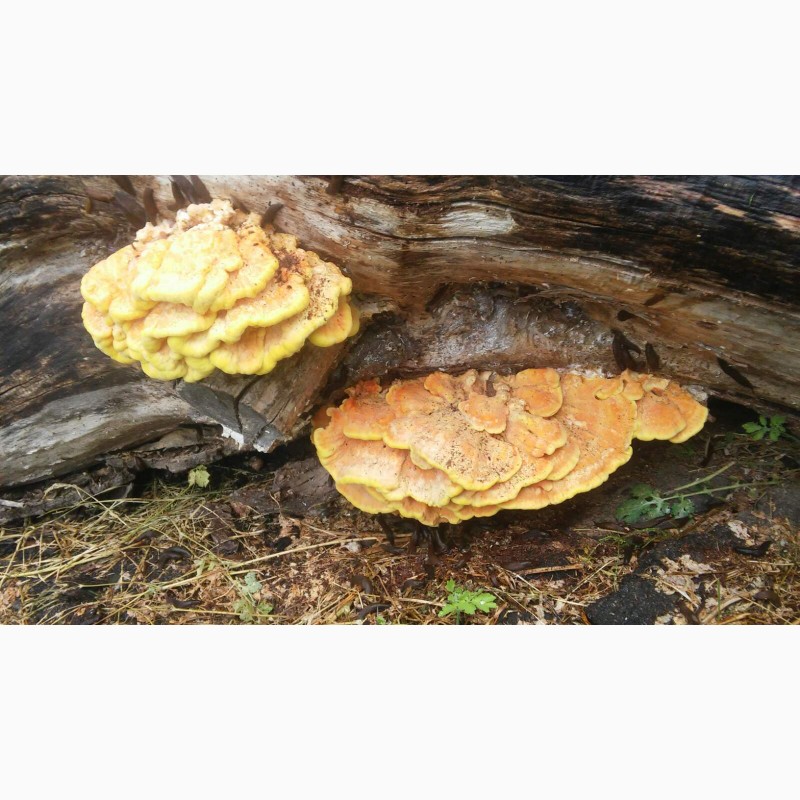 Фото 4. Прийму заказ на маринованные грибы латипурусы (трутовик серно-желтый) на 2023 г