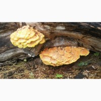 Прийму заказ на маринованные грибы латипурусы (трутовик серно-желтый) на 2023 г