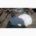 Продам кролі породи Каліфорнія