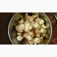 Продам свіжозібраний білий гриб карпатський оптом