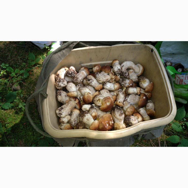 Фото 6. Продам свіжозібраний білий гриб карпатський оптом