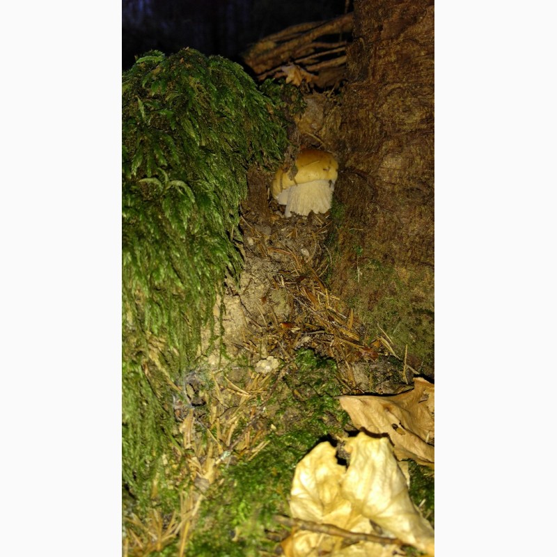 Фото 7. Продам свіжозібраний білий гриб карпатський оптом