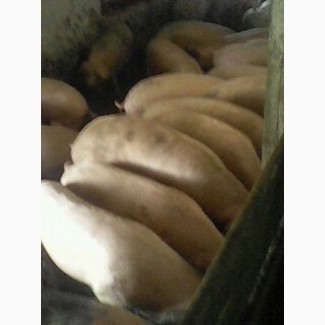 Куплю сальных свиней 150-250 кг. Свиноматки хряки