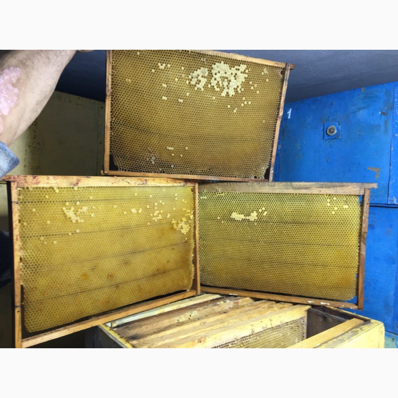 Фото 2. Продам рамки суш для пчел 2017 года 230 и 300мм большое количество