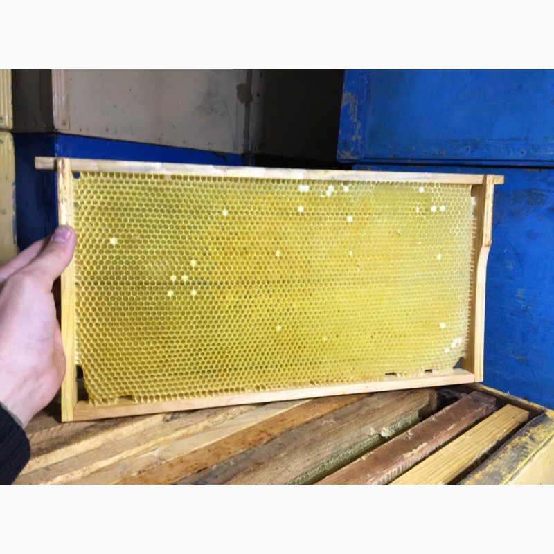 Фото 3. Продам рамки суш для пчел 2017 года 230 и 300мм большое количество