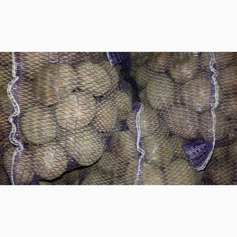 Фото 4. Продам картофель белоросу