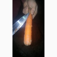 Продам Морковь Сорт Абака ОПТОМ И Розница