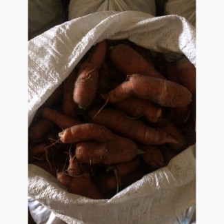 Продам морковь не кондиция