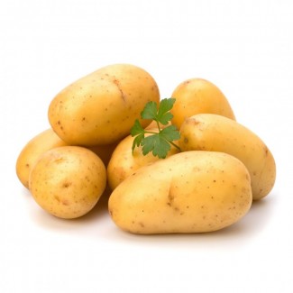 Семянной картофель опт в наличии ривьера семянная цена хорошая, объемы есть
