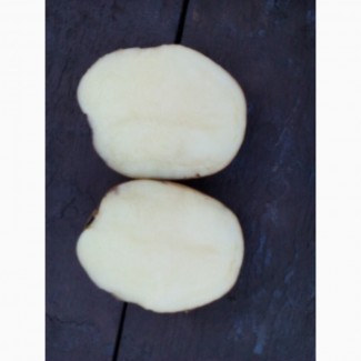 Насіннєва картопля, сорт Рів#039;єра