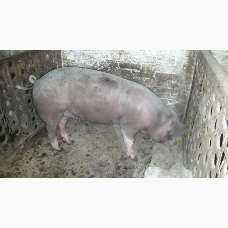 Фото 2. Продам свиноматку породы беркшир