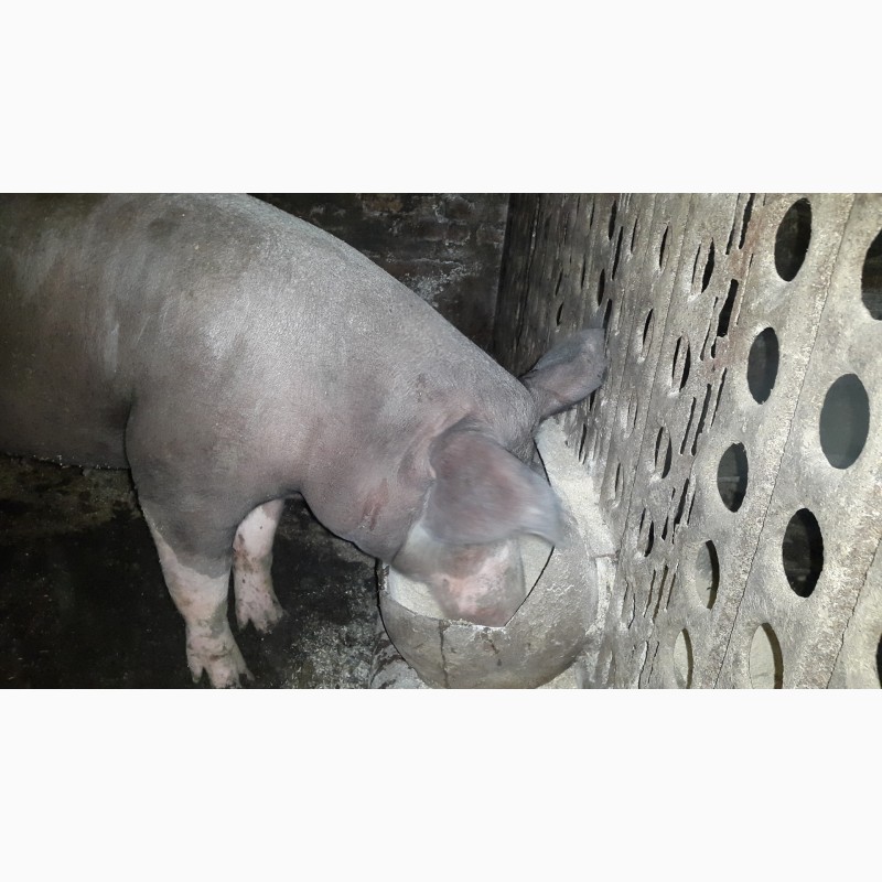 Фото 3. Продам свиноматку породы беркшир