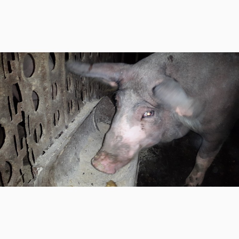Фото 4. Продам свиноматку породы беркшир