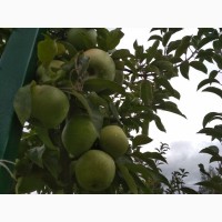 Частное фермерское хозяйство ООО Грин Голд продает яблоки