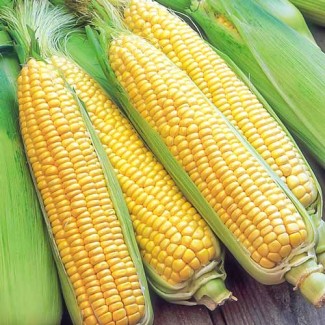 Куплю зерно Кукурузы
