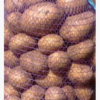 Продам картофель ОПТОМ сорт Аризона
