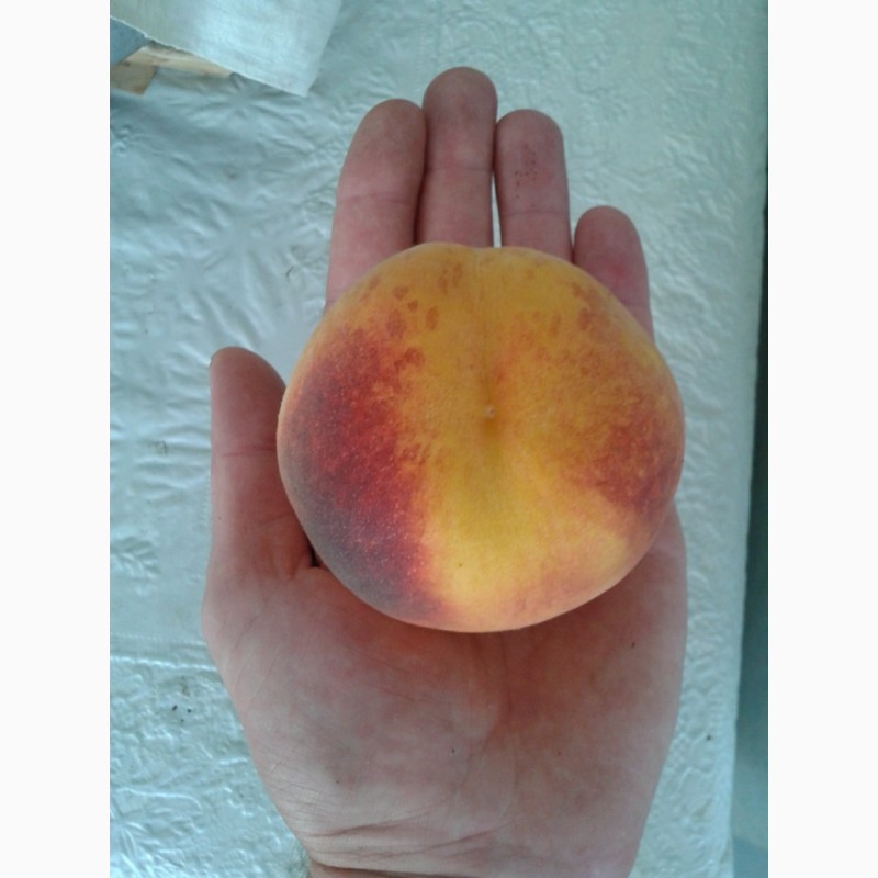 Фото 8. Саженцы новых канадских и американских сортов персика