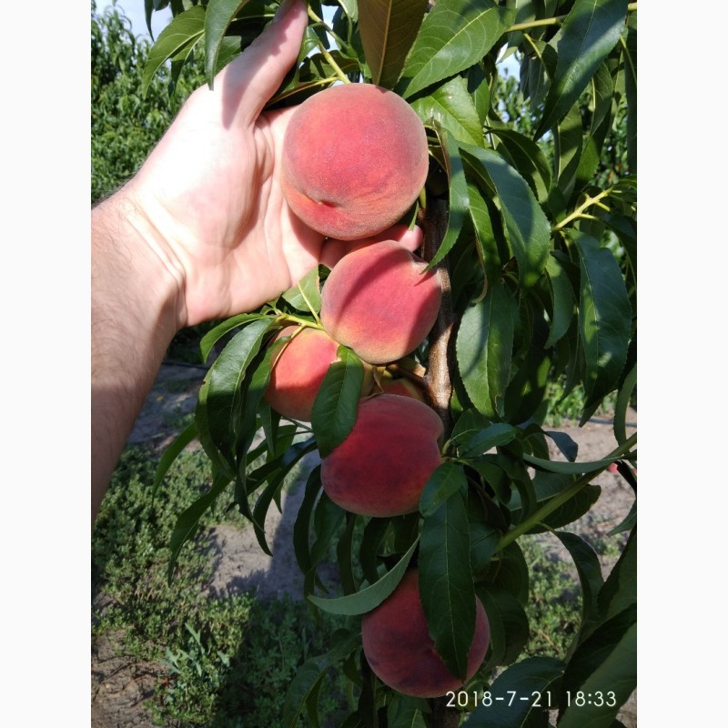 Фото 6. Саженцы новых канадских и американских сортов персика