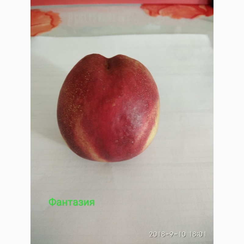 Фото 7. Саженцы новых канадских и американских сортов персика