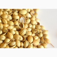 Семена кориандра PUEBLO канадский трансгенный сорт кориандра, двуручка (элита)